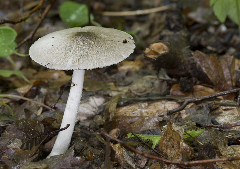 Pluteus ephebeus